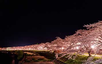 角館桧木内川の夜桜絶景